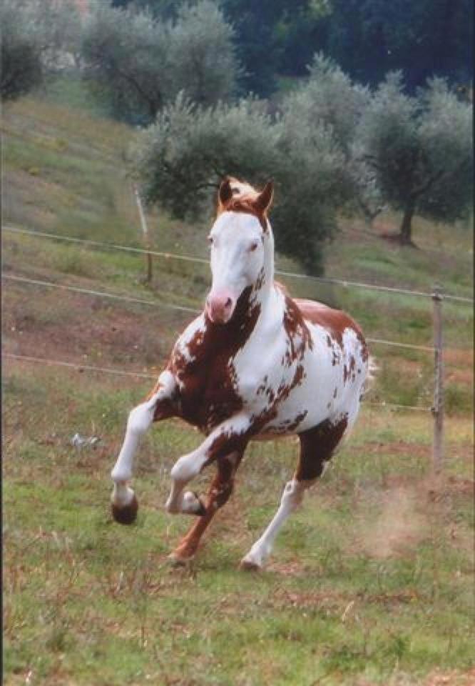 Agriturismo Cannavota Фолоника Екстериор снимка
